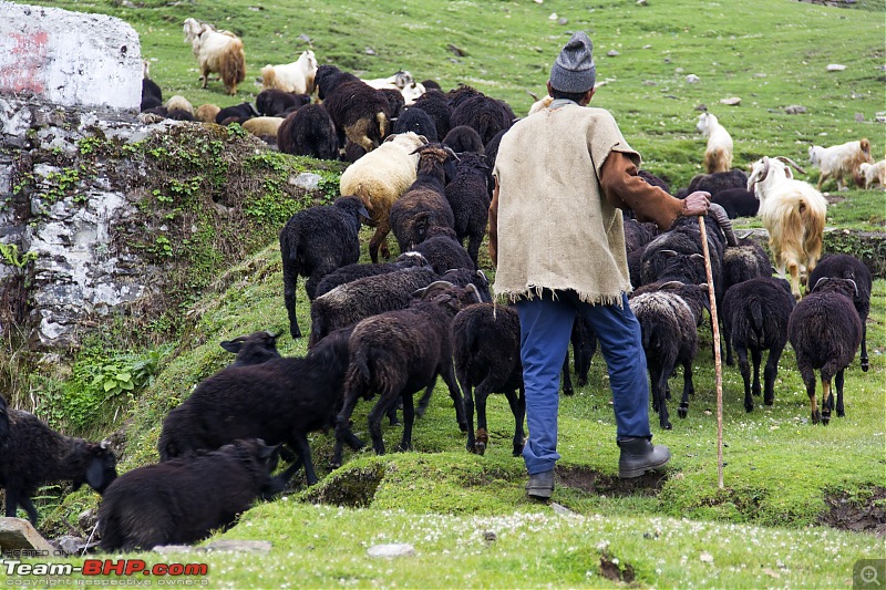 Uttarakhand : Tracing the rivers-img_1854-auli-sheep.jpg