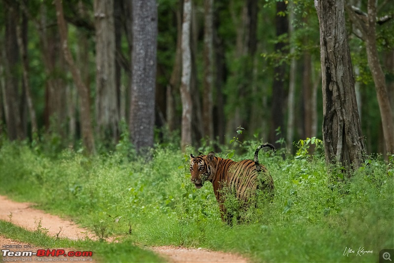 Kabini Monsoon Chronicles!-01-cutlip-male.jpg