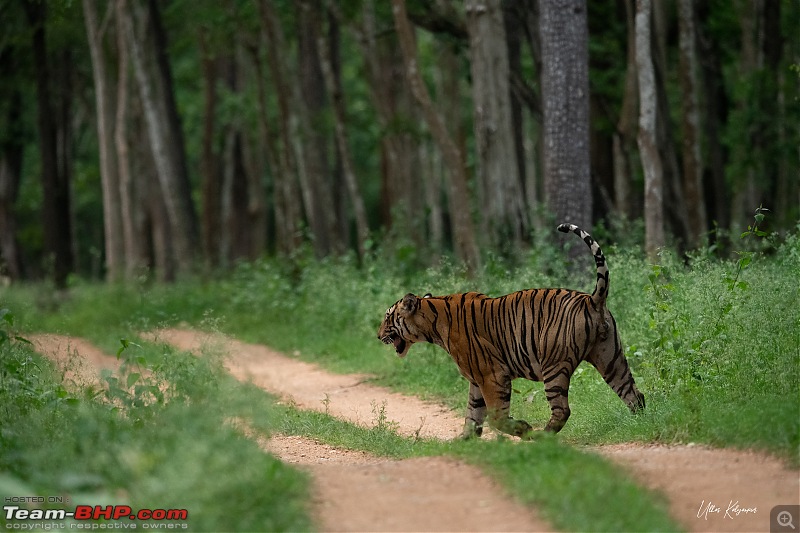 Kabini Monsoon Chronicles!-01-cutlip-male2.jpg