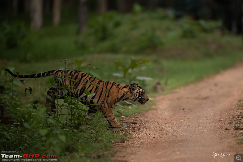 Kabini Monsoon Chronicles!-cub1.jpg