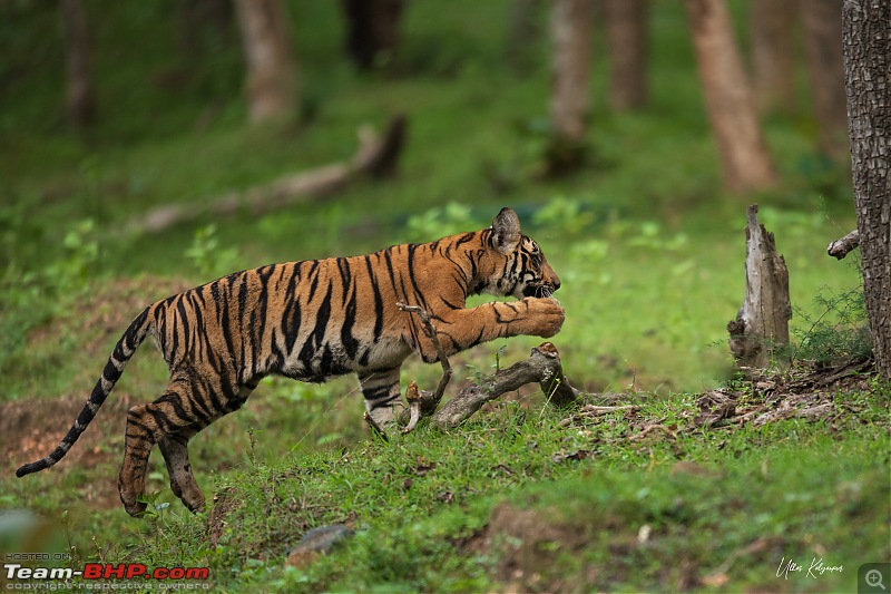 Kabini Monsoon Chronicles!-cub02.jpg