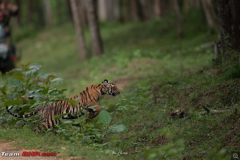 Kabini Monsoon Chronicles!-cub03.jpg