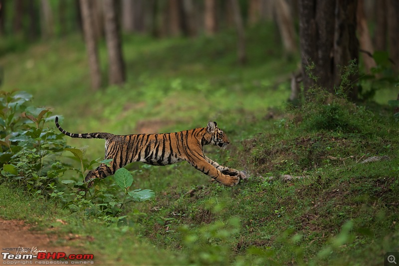 Kabini Monsoon Chronicles!-cub04.jpg