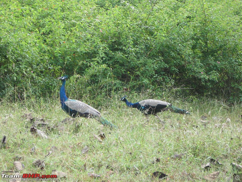 A short trip to Bandipur, Nanjangudu and Mysore-img_1087.jpg