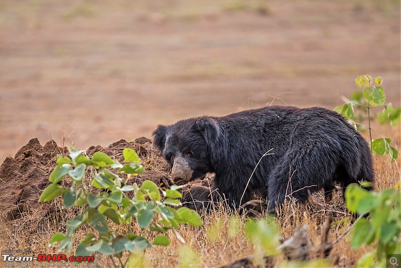 Tadoba Diaries | Tigers & Wildlife-_dsc2086.jpg