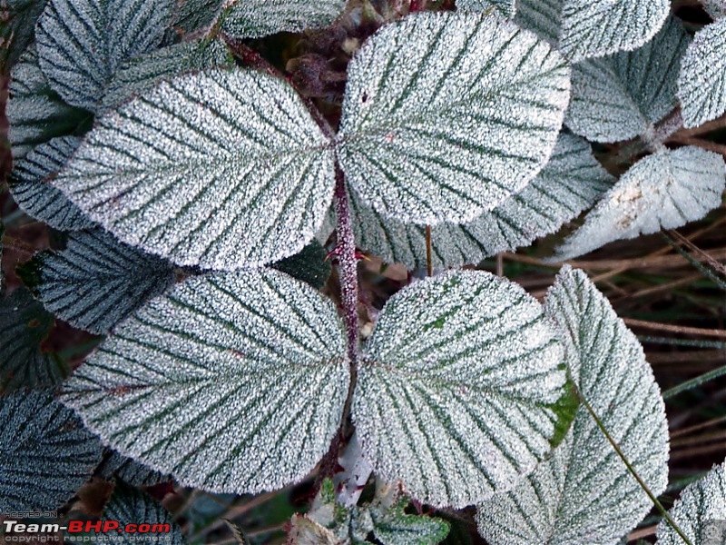 'Xing'ing around ! - A weekend trek to Mukurthi Peak near Ooty...-068.jpg