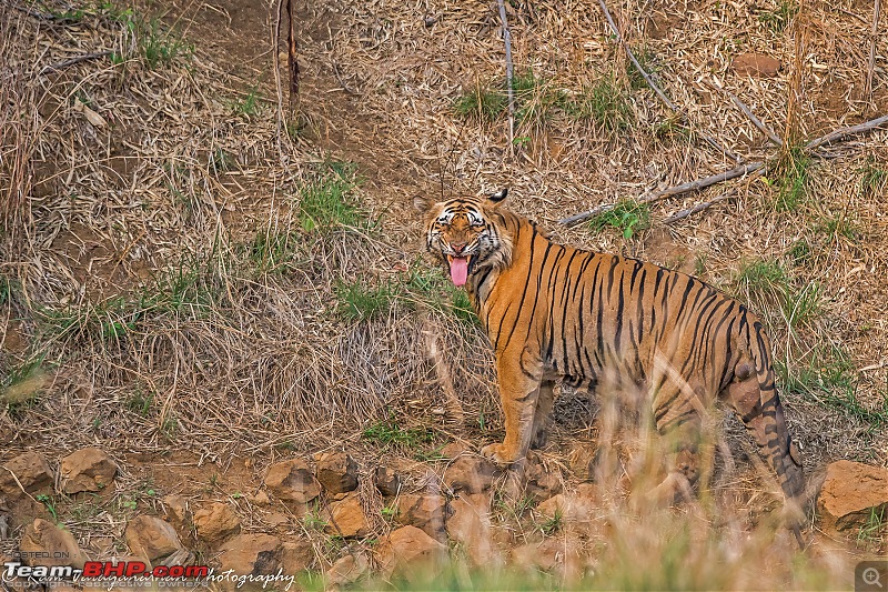 Tadoba Diaries | Tigers & Wildlife-dsc_4236.jpg