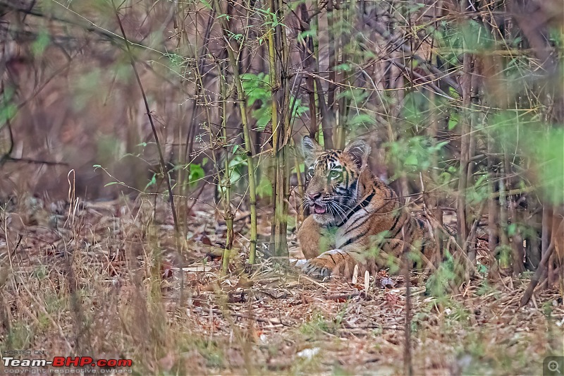 Tadoba Diaries | Tigers & Wildlife-dsc_4018.jpg