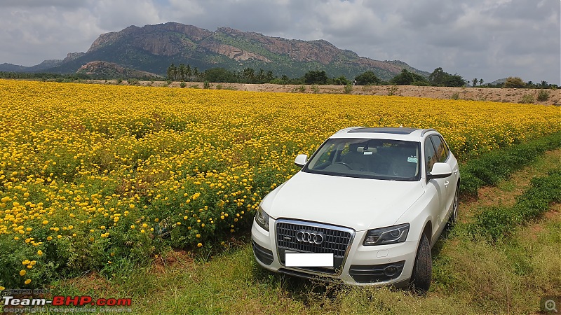 Constructing a cottage on my farm | More reasons to drive-flower-farm-audi-.jpg