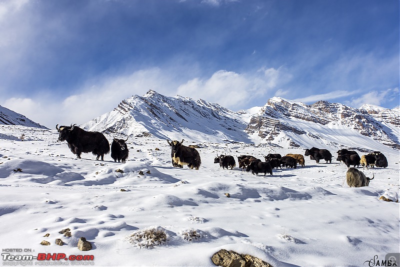 Sailed through Winter Spiti in three Duster AWDs : Snow Drive-img_2530.jpg