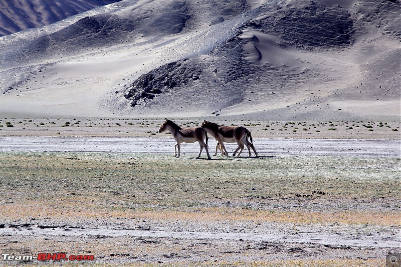 Hanle: India's first Dark Sky Reserve located in Changthang plateau, Ladakh-img_4453.jpg
