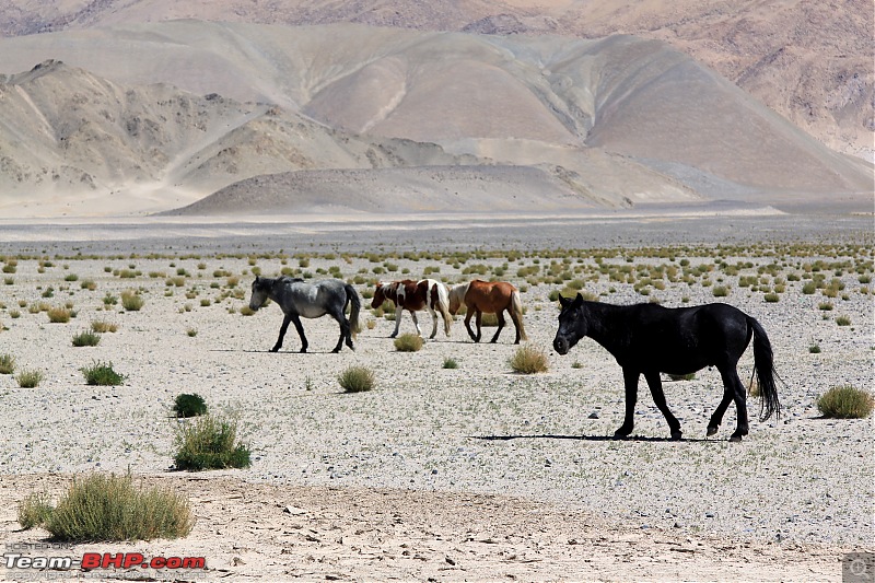 Hanle: India's first Dark Sky Reserve located in Changthang plateau, Ladakh-img_4587.jpg