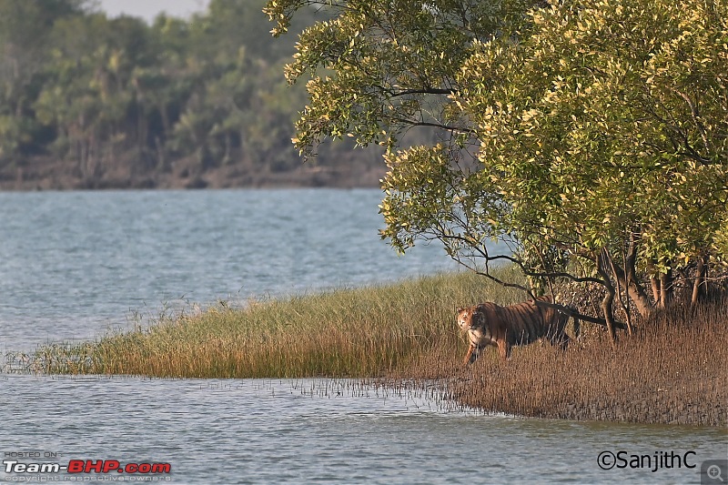 Man-eaters, Mangroves and more-t2.jpg