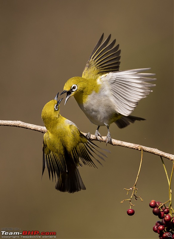 Bird photography from a Hide-we.jpg