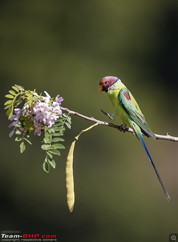 Bird photography from a Hide-plum-step.jpg