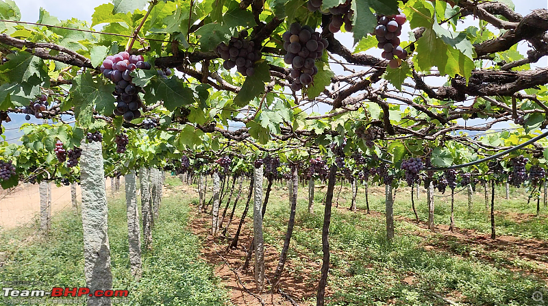 To Thekkady and Gavi in a BMW 630d-vineyard2.png