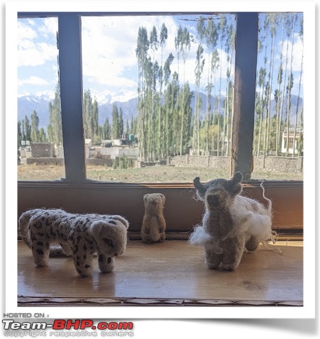Saving the grey ghost of Ladakh - The Week