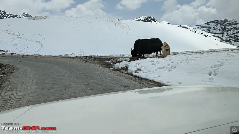 Bengaluru - Arunchal Roadtrip | 2+ weeks in a Fortuner-buml2_yak.jpg