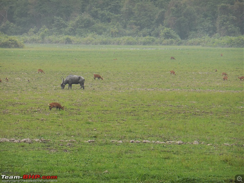 Bengaluru - Arunchal Roadtrip | 2+ weeks in a Fortuner-dscn8633.jpg