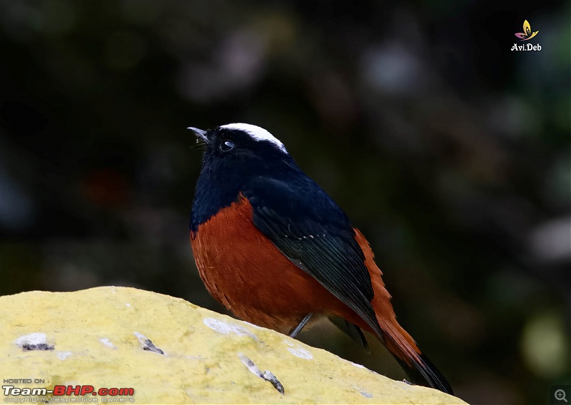 Bird Watching & road-trip to North Bengal in an Innova Crysta-latpanchar-2-2_watermarked-2.jpg