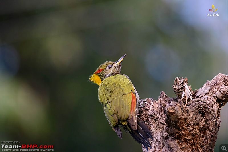 Bird Watching & road-trip to North Bengal in an Innova Crysta-latpanchar-4-4_watermarked.jpg