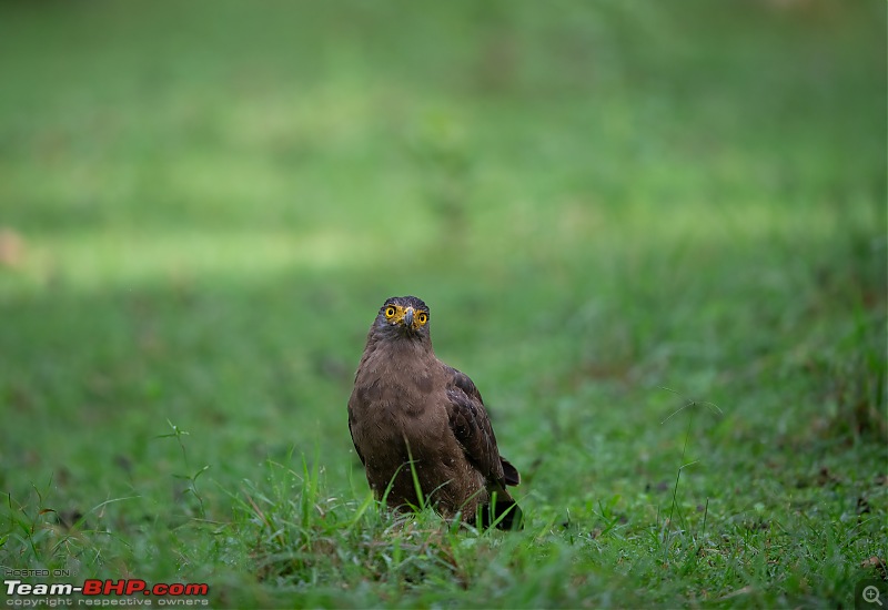 Kabini - The kingdom of the world famous Dark Lord-crested-serpent-eagle.jpg