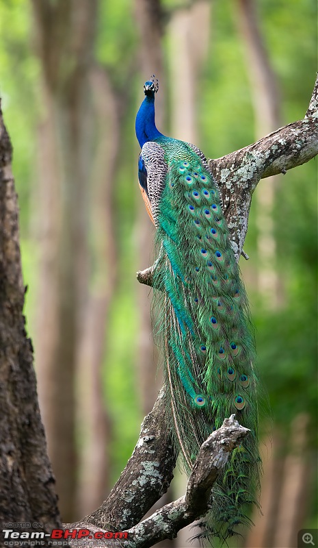 Kabini - The kingdom of the world famous Dark Lord-peacock.jpg