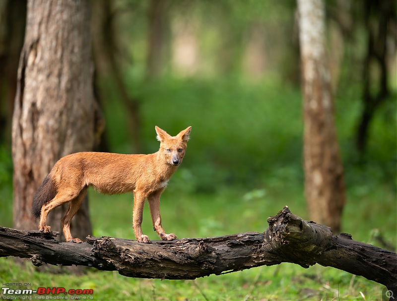 Kabini - The kingdom of the world famous Dark Lord-wild-dog.jpg