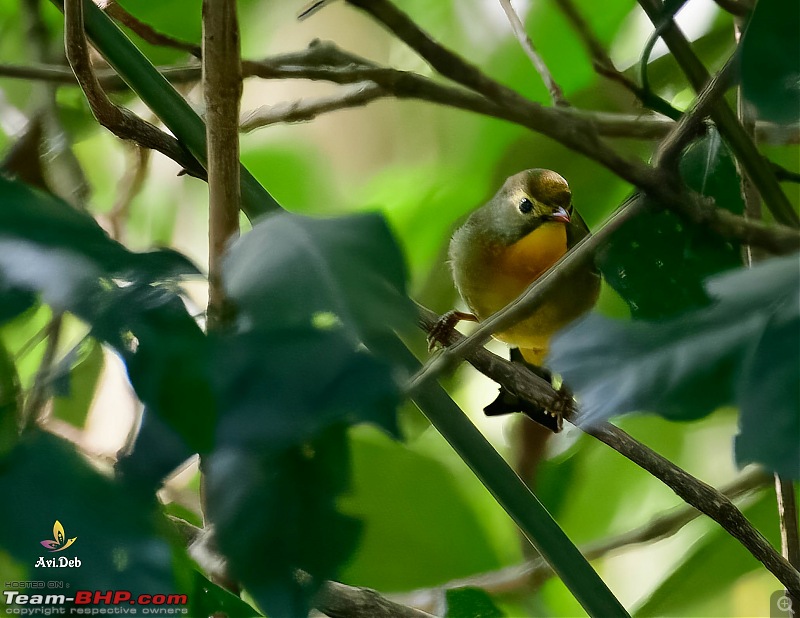 Bird Watching & road-trip to North Bengal in an Innova Crysta-dsc_358722_watermarked.jpg