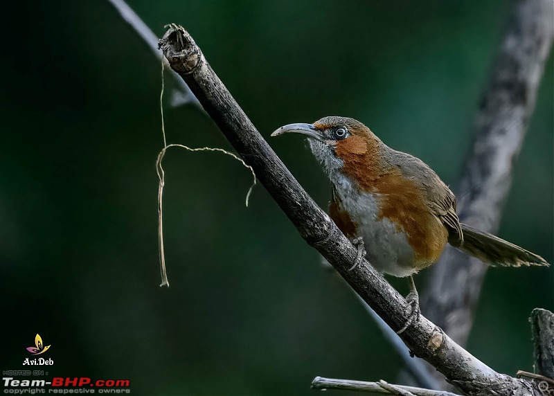 Bird Watching & road-trip to North Bengal in an Innova Crysta-zuluk-6-7_watermarked.jpg