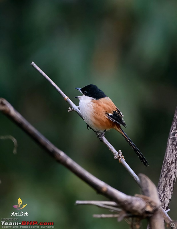 Bird Watching & road-trip to North Bengal in an Innova Crysta-latpanchar-5-5_watermarked.jpg