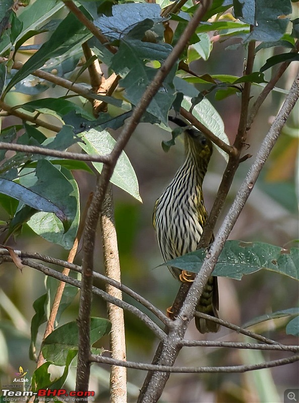 Bird Watching & road-trip to North Bengal in an Innova Crysta-lat-3.jpg