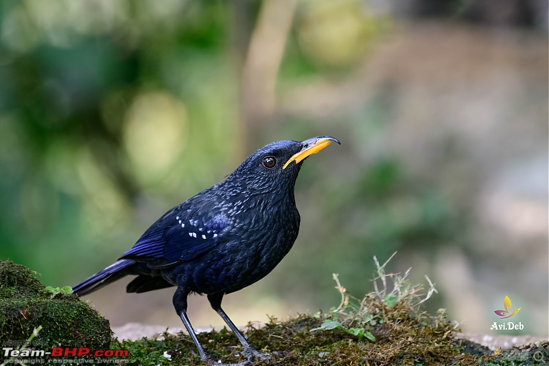 Bird Watching & road-trip to North Bengal in an Innova Crysta-zuluk-1-5_watermarked.jpg