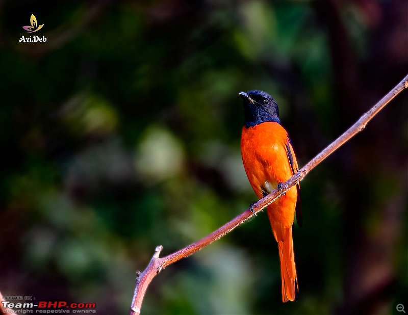 Bird Watching & road-trip to North Bengal in an Innova Crysta-latpanchar-5-7_watermarked.jpg