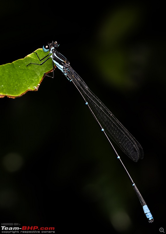 An Appointment with Snakes, Frogs and Leeches  A Herping / Macrophotography Trip to Agumbe-damsel.jpg