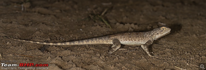 Not so deserted Thar desert: Photolog-brilliant-agama.jpg