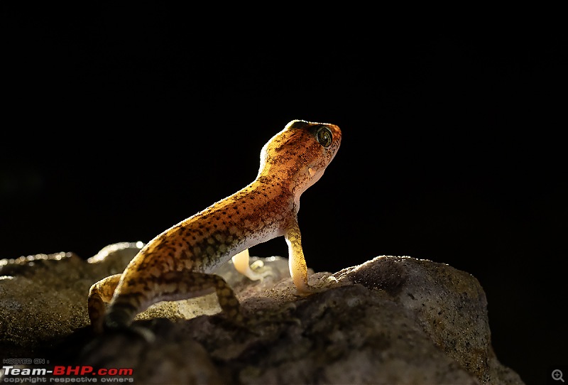 Not so deserted Thar desert: Photolog-sing-gecko-bklit.jpg