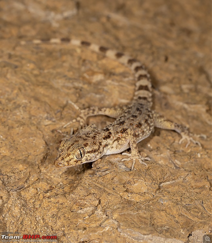 Not so deserted Thar desert: Photolog-keeled-rock-gecko.jpg