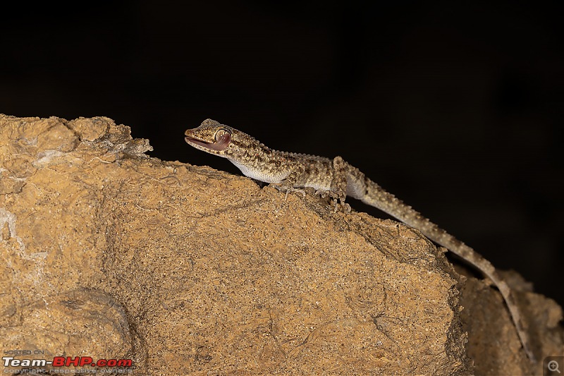 Not so deserted Thar desert: Photolog-kr-gecko-side-lick.jpg