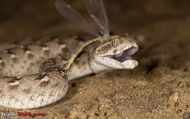 thar desert snakes