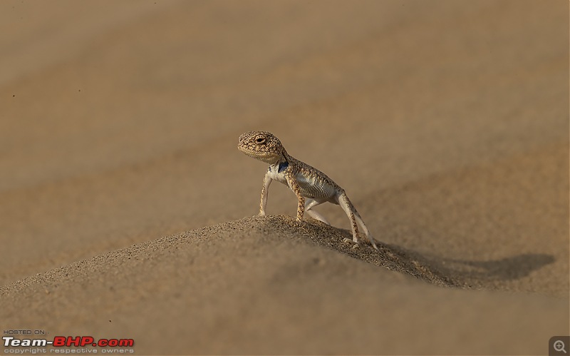 Not so deserted Thar desert: Photolog-lthagama-side.jpg