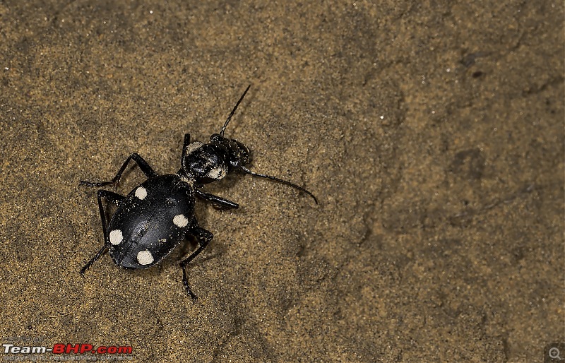 Not so deserted Thar desert: Photolog-a20i0979spbeetle.jpg