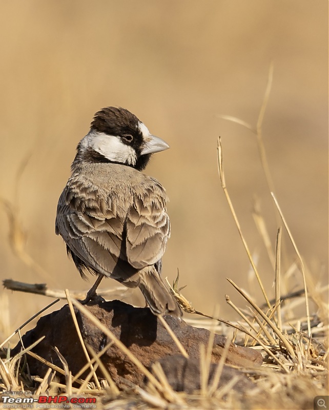 Not so deserted Thar desert: Photolog-ashy-sparrow.jpg