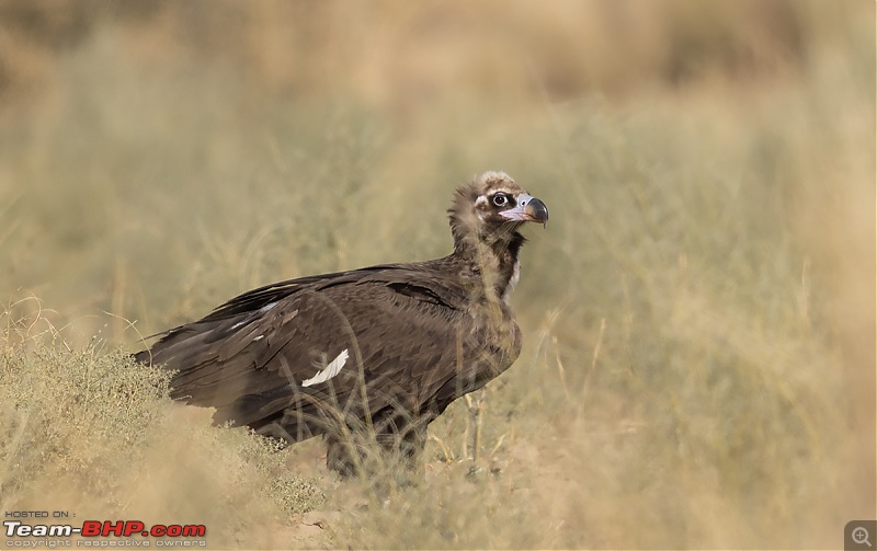 Not so deserted Thar desert: Photolog-cin-vulture.jpg