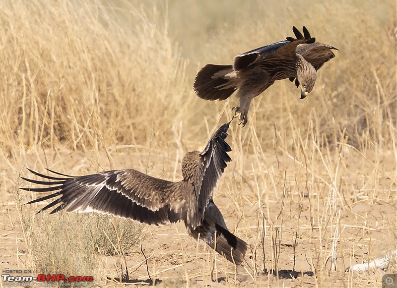 Not so deserted Thar desert: Photolog-eagle-fight.jpg