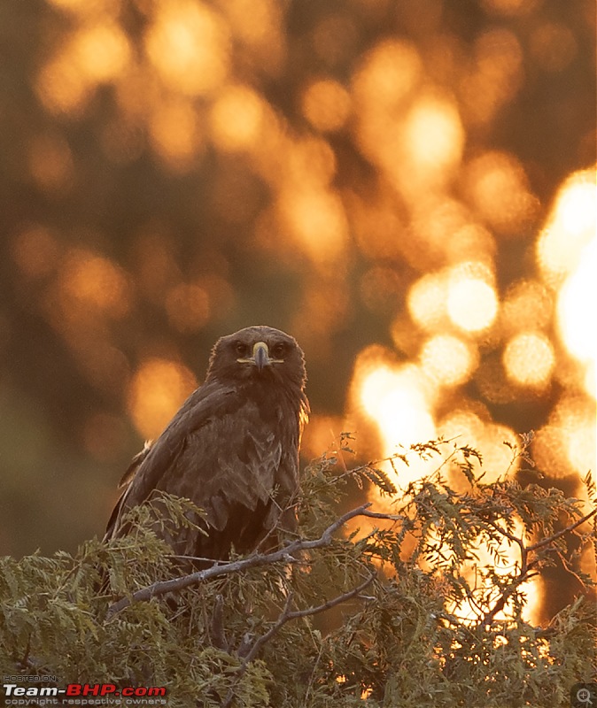 Not so deserted Thar desert: Photolog-eagle-backlit.jpg