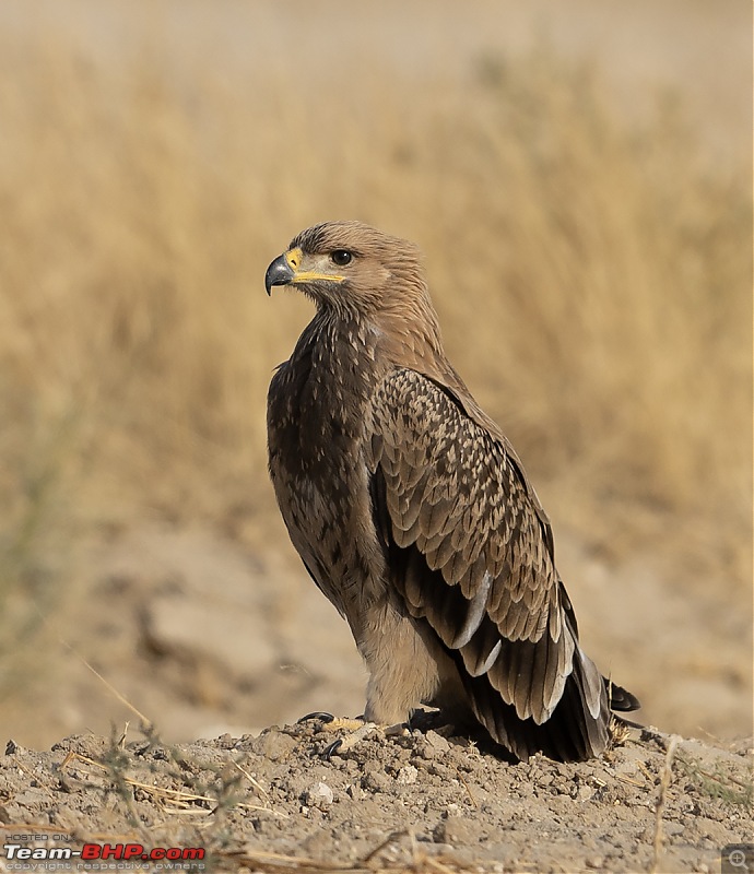 Not so deserted Thar desert: Photolog-steppe-eagle-portrait.jpg