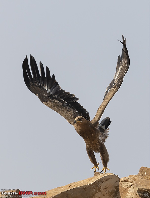 Not so deserted Thar desert: Photolog-eagle-take-off.jpg