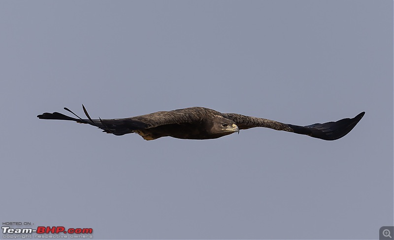 Not so deserted Thar desert: Photolog-eagle-parallel-flight.jpg