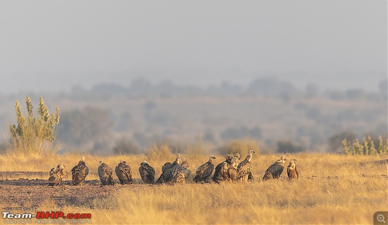 Not so deserted Thar desert: Photolog-vulture-group.jpg